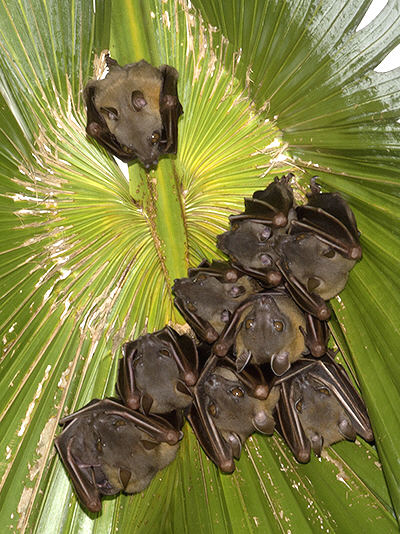 common-fruit-bats_4873